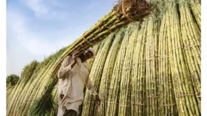 sugar-millers-sue-govt-over-controversial-crop-restrictions-in-south-punjab