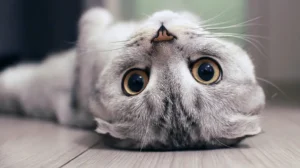 cats-can-now-live-longer-than-20-years-compared-to-just-7-in-the-1980s