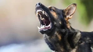 pet-dog-attack-leaves-6-year-old-boy-seriously-injured-in-lahore