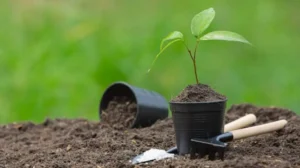 karachi-to-plant-100000-trees-along-shahrah-e-bhutto