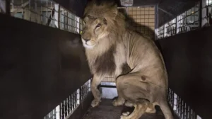 man-arrested-in-lahore-after-viral-video-shows-lion-being-skinned