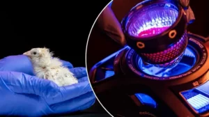 scientists-create-worlds-first-chicken-from-artificially-created-egg