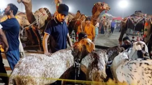 punjab-bans-transport-of-sacrificial-animals-in-passenger-vehicles