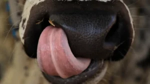 sacrificial-animals-face-various-diseases-amid-intense-heatwave