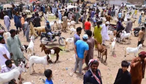 karachi-cracks-down-on-illegal-cattle-markets
