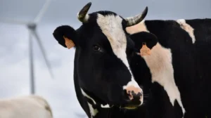 dha-residents-to-face-heavy-fines-for-slaughtering-animals-outside-designated-points