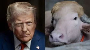 rare-donald-trump-buffalo-saved-from-eid-slaughter-after-govt-intervention
