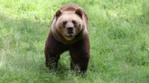 mma-fighter-killed-in-bear-attack-in-canada