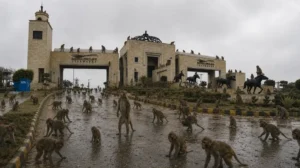 monkeys-invade-islamabads-famous-housing-society