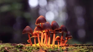 this-magic-mushroom-drug-can-boost-brain-power-for-over-a-month