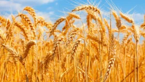 private-firms-fail-to-buy-wheat-under-punjab-govts-new-procurement-plan