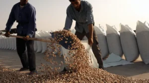 iran-records-massive-250-increase-in-pistachio-exports-despite-us-israel-war