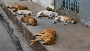 100-stray-dogs-killed-in-punjab-city-after-death-of-7-year-old-child