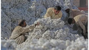 textile-mills-face-shutdown-threat-as-cotton-inventories-hit-all-time-low