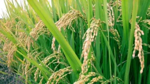 water-uncertainty-raises-fears-of-rice-crop-losses-in-kp-amid-indias-indus-treaty-violations
