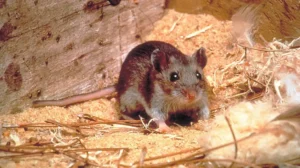 authorities-urged-to-launch-anti-rat-operation-amid-hantavirus-fears