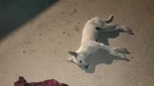 stray-dog-crackdown-sparks-outrage-among-animal-rights-activists