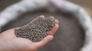 farmers-lose-sleep-after-fertilizer-prices-near-rs-16000-per-bag-in-pakistan