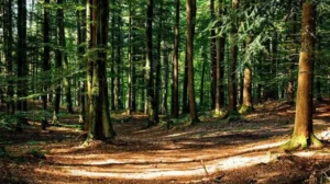 punjab-becomes-official-member-of-international-union-for-conservation-of-nature