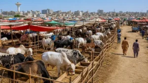 six-cattle-markets-established-in-lahore-for-eid