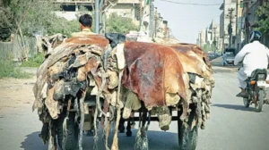 strict-rules-announced-for-hides-collection-during-eid-ul-adha