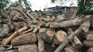 satellite-images-expose-massive-deforestation-drive-in-kp