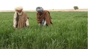 will-govt-increase-taxes-on-fertilizer-and-pesticides