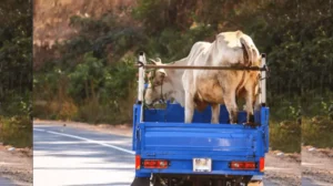 entry-of-animal-transport-vehicles-banned-on-motorways-ahead-of-eid-ul-adha