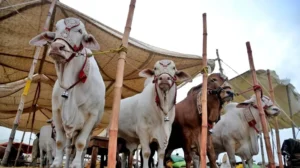 zilhaj-moon-sighted-eid-ul-azha-date-in-pakistan-confirmed