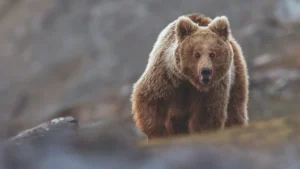 rare-himalayan-brown-bear-spotted-in-khunjerab-national-park