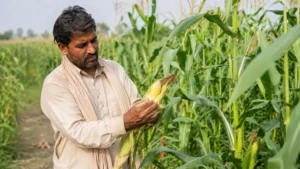 advancing-pakistans-agricultural-future-through-the-national-agricultural-biotechnology-policy