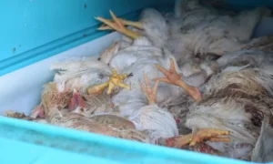21000-kg-of-fat-and-dead-chicken-seized