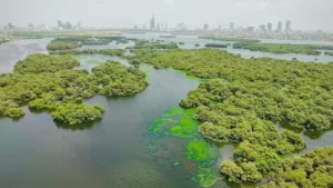 karachi-to-get-new-mangrove-and-biodiversity-park