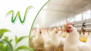 wahdat-poultry-uses-ipo-money-to-buy100000-more-egg-laying-hens