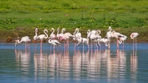 flamingos-returning-to-rawal-lake-after-years-allegedly-hunted