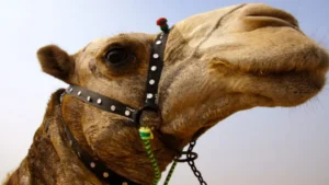 camels-eyes-allegedly-gouged-out-over-village-dispute