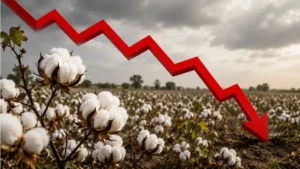 pakistan-becomes-top-buyer-of-us-cotton-again-as-local-stocks-run-dry