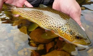 trout-numbers-decline-by-50-in-gilgit-baltistan-amid-environmental-challenges