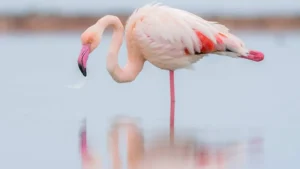 case-registered-over-flamingo-hunting-at-rawal-lake