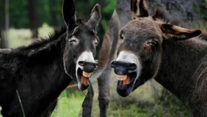 pakistans-donkey-population-rises-by-200000-in-one-year