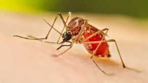 firs-to-be-registered-for-dengue-larvae-breeding