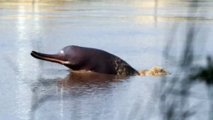 punjab-establishes-new-wildlife-sanctuary-for-endangered-indus-dolphin