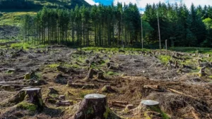 pakistan-loses-11000-hectares-of-forest-area-every-year