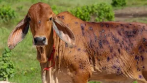 lumpy-skin-disease-cases-reportedly-rise-across-sargodha