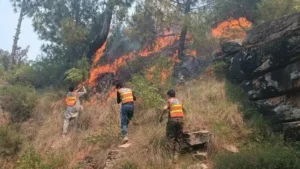 massive-fire-destroys-forest-land-in-murree