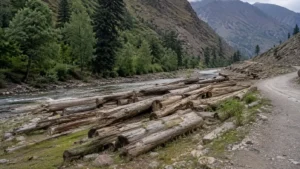timber-worth-rs-3-8-billion-left-to-decay-in-kp-for-nearly-2-decades