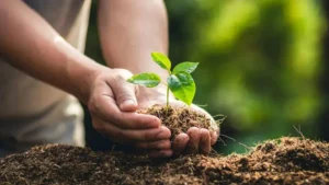 cda-launches-monsoon-plantation-drive