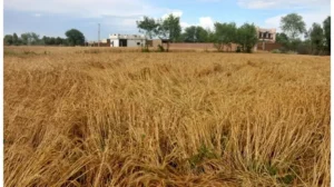 govt-forms-committee-to-decide-if-pakistan-needs-wheat-imports