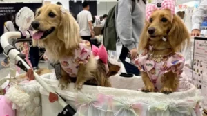 japans-pet-population-is-now-more-than-humans-as-birthrate-crisis-deepens