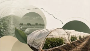 pakistans-tunnel-farming-revolution-never-scaled-but-what-went-wrong